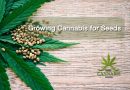 Growing-Cannabis-Seeds