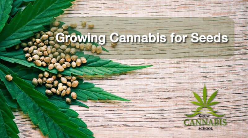 Growing-Cannabis-Seeds